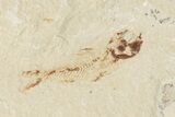 Cretaceous Fossil Fish (Ctenothrissa) - Hakel, Lebanon #201352-2